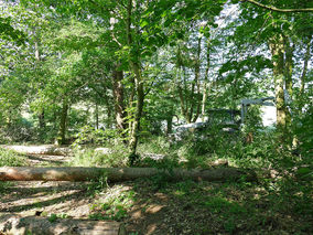 Rodung am Weingarten (Foto: Karl-Franz Thiede)